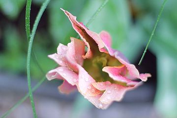 Rose tulp van Marianna Pobedimova