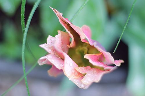 Tulipe rose