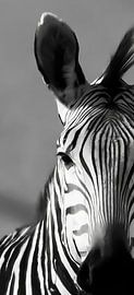 black-and-white Zebra by Linda van der Steen