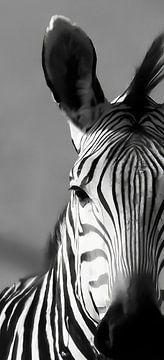 zwart-wit Zebra van Linda van der Steen