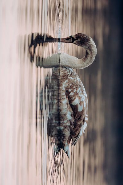 Swan Reflection – Nature's Heart by Dave Adriaanse - Photography