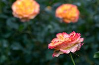 Rozen