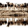 Kühe in einer Reihe (sephia) von Annemieke van der Wiel