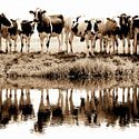 Animaux de la ferme