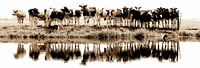 Kühe in einer Reihe (sephia) von Annemieke van der Wiel Miniaturansicht