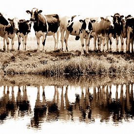 cows in a row (sepia) - seen at vtwonen by Annemieke van der Wiel
