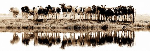 vaches dans une rangée (sépia) - vues à vtwonen