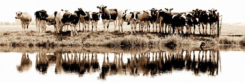 vaches dans une rangée (sépia) - vues à vtwonen sur Annemieke van der Wiel