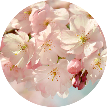 Sakura van Violetta Honkisz