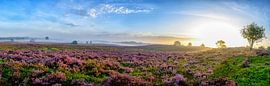 Blooming Heather plants in Heathland landscape during sunrise panorama by Sjoerd van der Wal Photography