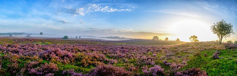 Blühende Heidepflanzen in Heide-Landschaft bei Sonnenaufgangspanorama von Sjoerd van der Wal Fotografie