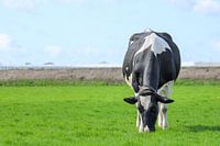 Grazing cow