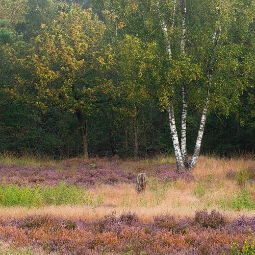 De berkenboom kondigt als eerste herfst aan, tussen de nog bloeiende heide