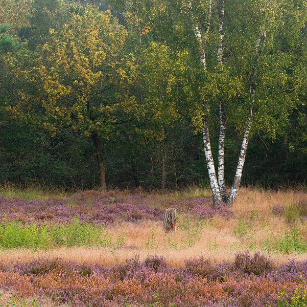De berkenboom kondigt als eerste herfst aan, tussen de nog bloeiende heide van Jan van der Vlies
