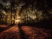 Eerste licht in het bos. van Lex Schulte thumbnail