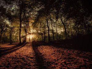 Erstes Licht im Wald.