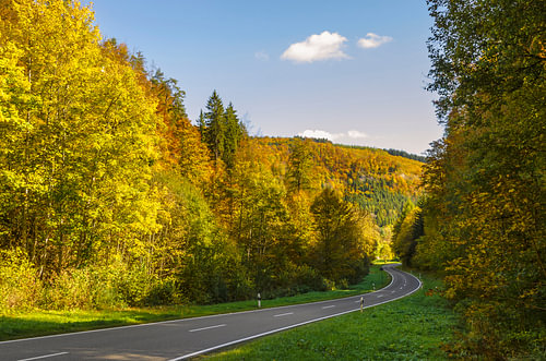 Road through an autumnal forest in the Upper Danube Valley