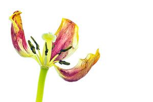 Gewachsene Tulpe mit weißem Hintergrund