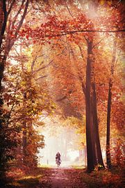 awesome fall! herfst!  by Els Fonteine