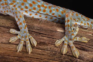 Tokay Gecko (Gekko gecko) by Ronald Pol