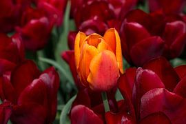 an orange tulip in a red tulip field by W J Kok