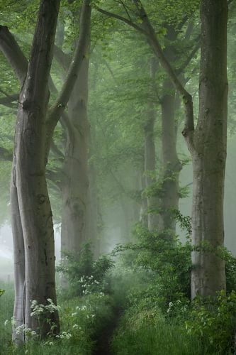 Fairy Tale Lane