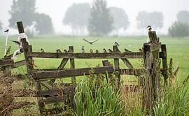 Rauchschwalben. von Ron Westbroek