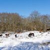Wilde paarden in de sneeuw van Barbara Brolsma