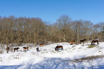 Wilde paarden in de sneeuw van Barbara Brolsma