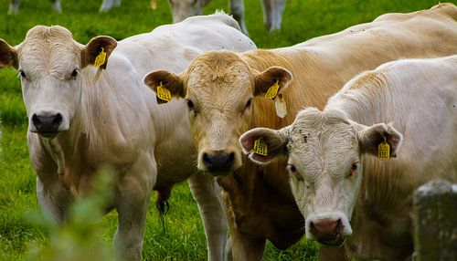 Observer les vaches sur Niek Traas