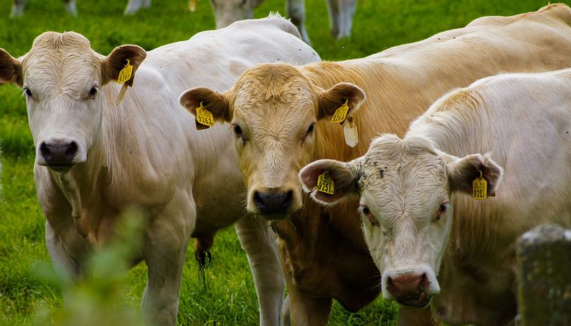 Kühe beobachten von Niek Traas