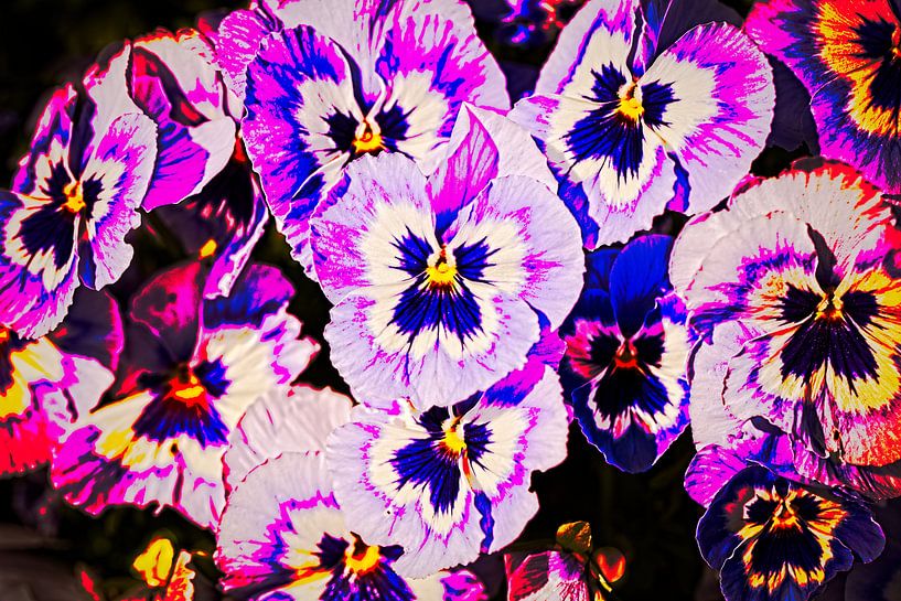 Pansies by Rob Boon