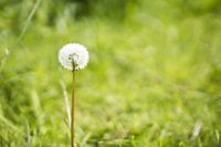 Paardenbloem met groene natuur achtergrond.
