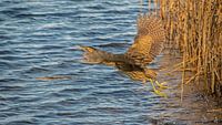 Bittern.