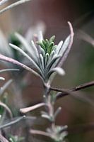 Lavender close up