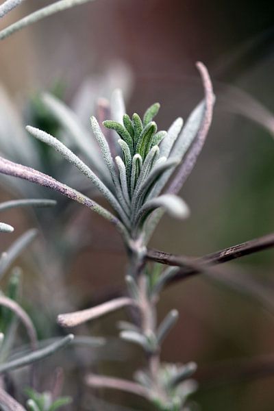 Lavender close up by Felisa Friedman