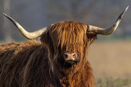 Scottish Highlander by Marieke Deinum