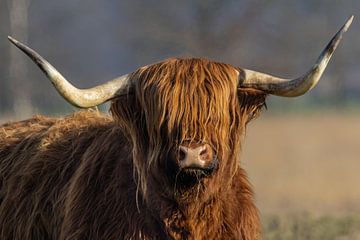 Schotse Hooglander van Marieke Deinum