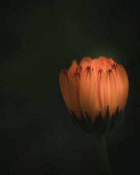 Orange beauty flower dark & moody van Sandra Hazes