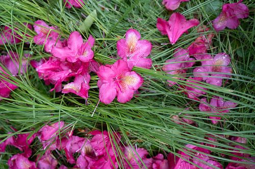 Pink rhododendron flowers in the green grass