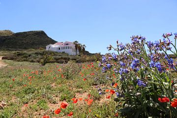 Veldbloemen Menorca van Daniëlle Eibrink Jansen