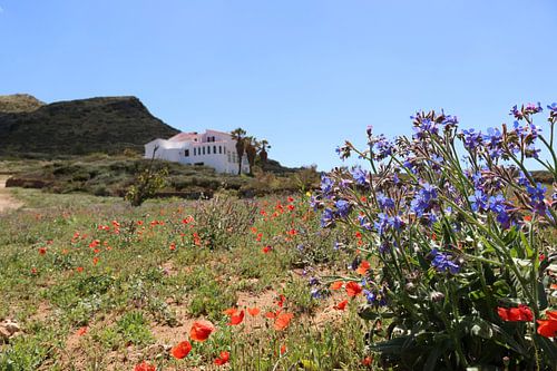 Veldbloemen Menorca