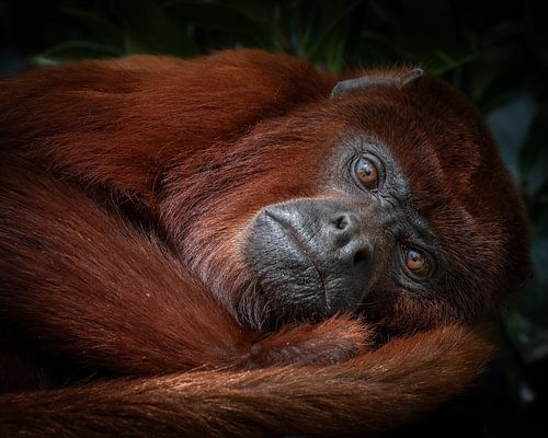 Singe hurleur rouge sur Liliane Jaspers