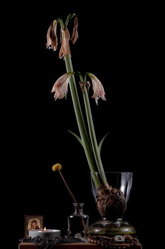 Verschwundener Ammarillus