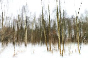 Berkenbomen in sneeuw 1 von eddy Peelman