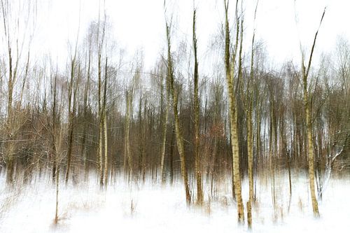 Berkenbomen in sneeuw 1