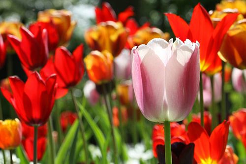 Tulpen in de Keukenhof