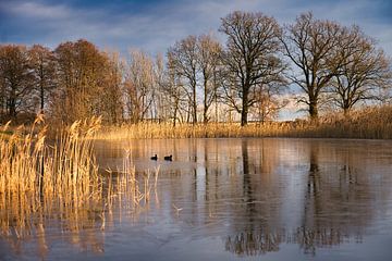 frosty lake with coot in the ice-free area. Trees at the edge and reeds in the lake. by Martin Köbsch