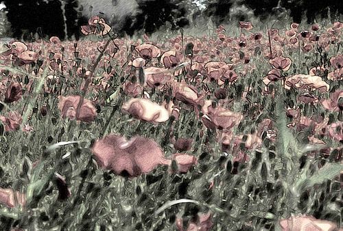 Mohn
