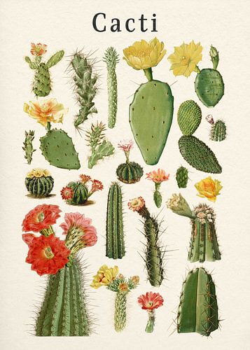 Collection de cactus